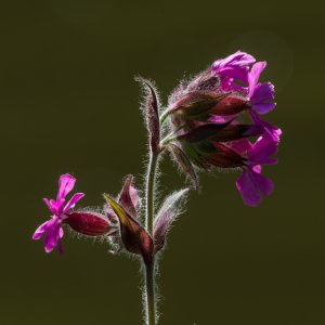 Rote Lichtnelke...... Roland Winkler